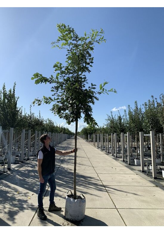 Ungarische Eiche | Quercus frainetto