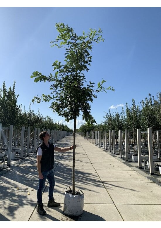 Ungarische Eiche | Quercus frainetto