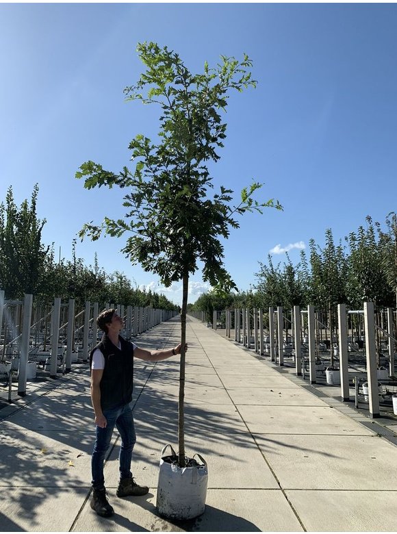 Ungarische Eiche | Quercus frainetto Ungarische Eiche | Quercus frainetto