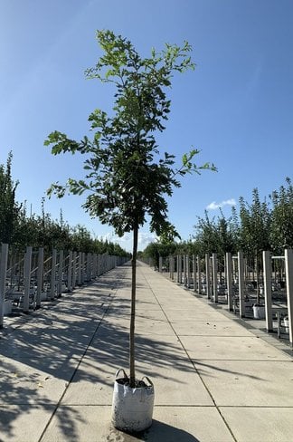 Ungarische Eiche | Quercus frainetto