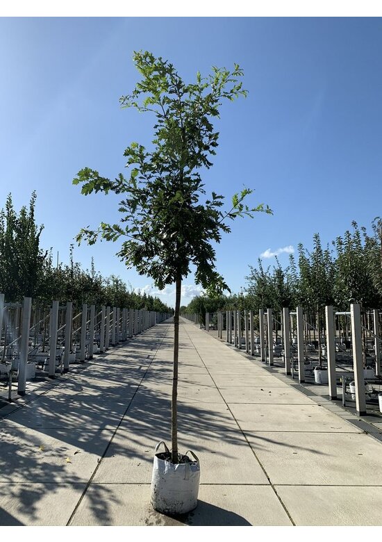 Ungarische Eiche | Quercus frainetto