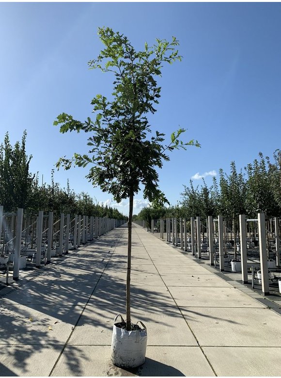Ungarische Eiche | Quercus frainetto Ungarische Eiche | Quercus frainetto