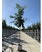 Ungarische Eiche | Quercus frainetto