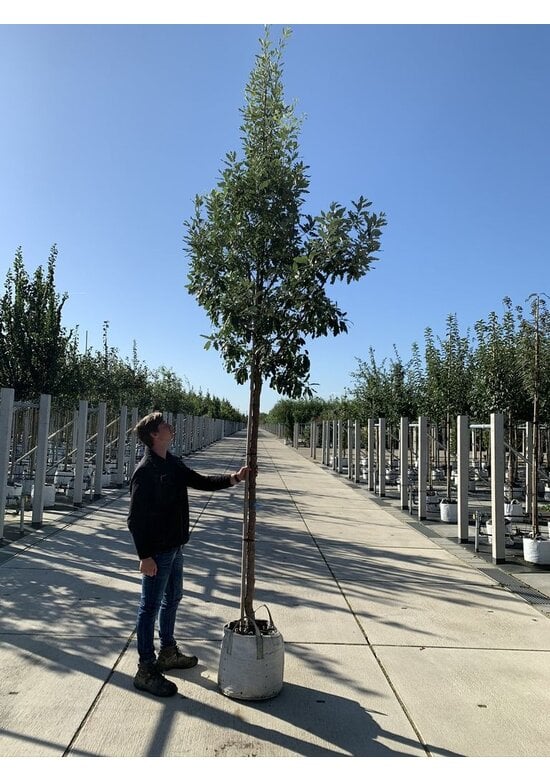 Spanische Eiche 'Fulhamensis' | Quercus hispanica 'Fulhamensis'