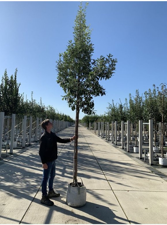Spanische Eiche 'Fulhamensis' | Quercus hispanica 'Fulhamensis' Spanische Eiche 'Fulhamensis' | Quercus hispanica 'Fulhamensis'