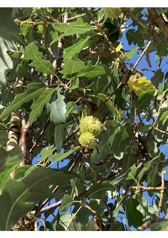 Spanische Eiche 'Fulhamensis' | Quercus hispanica 'Fulhamensis'