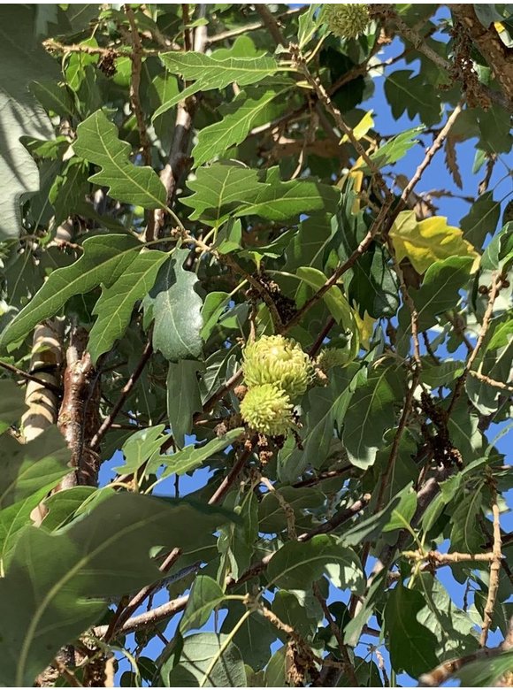 Spanische Eiche 'Fulhamensis' | Quercus hispanica 'Fulhamensis' Spanische Eiche 'Fulhamensis' | Quercus hispanica 'Fulhamensis'