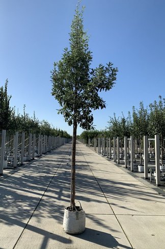 Spanische Eiche 'Fulhamensis' | Quercus hispanica 'Fulhamensis'