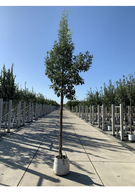 Spanische Eiche 'Fulhamensis' | Quercus hispanica 'Fulhamensis'