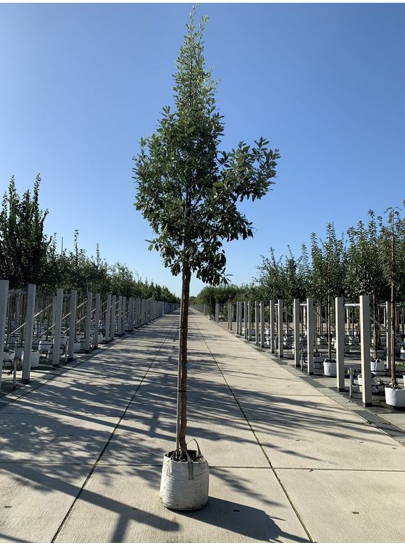 Spanische Eiche 'Fulhamensis' | Quercus hispanica 'Fulhamensis' Spanische Eiche 'Fulhamensis' | Quercus hispanica 'Fulhamensis'