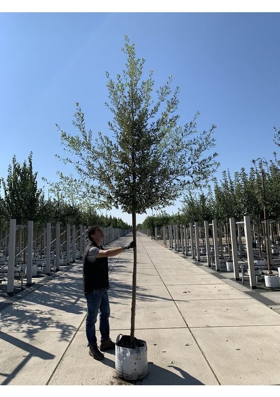 Spanische Eiche 'Waasland' | Quercus hispanica 'Waasland'