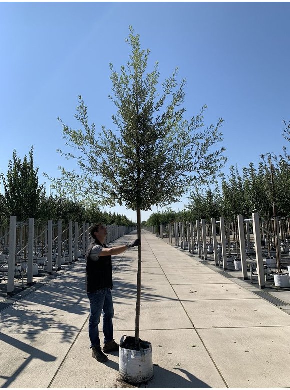 Spanische Eiche 'Waasland' | Quercus hispanica 'Waasland' Spanische Eiche 'Waasland' | Quercus hispanica 'Waasland'