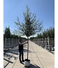 Spanische Eiche 'Waasland' | Quercus hispanica 'Waasland' Spanische Eiche 'Waasland' | Quercus hispanica 'Waasland'