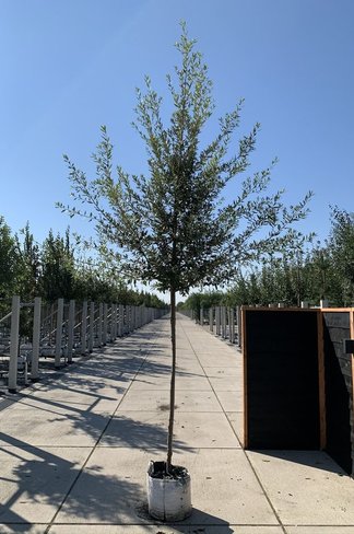 Spanische Eiche 'Waasland' | Quercus hispanica 'Waasland'