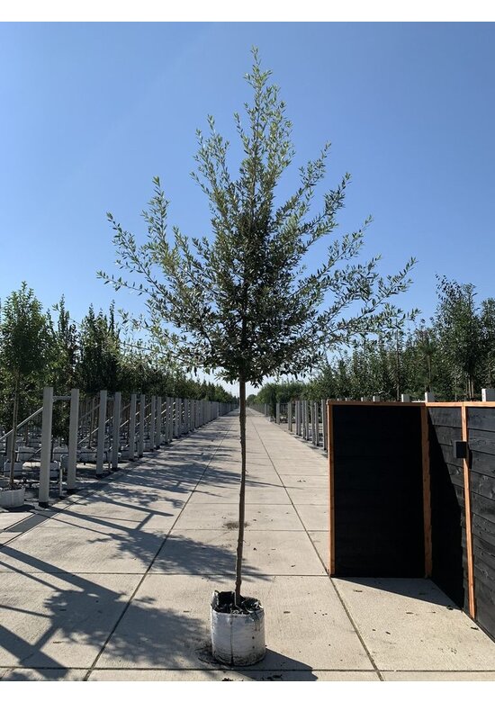 Spanische Eiche 'Waasland' | Quercus hispanica 'Waasland'