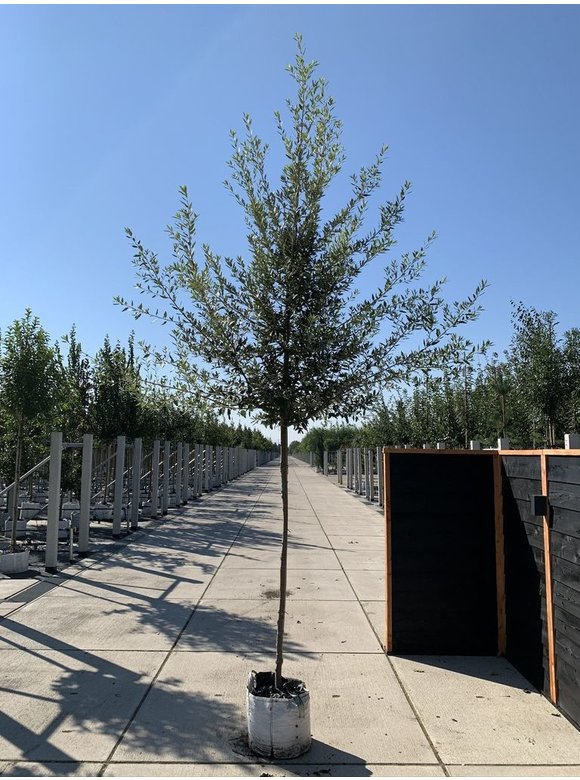 Spanische Eiche 'Waasland' | Quercus hispanica 'Waasland' Spanische Eiche 'Waasland' | Quercus hispanica 'Waasland'