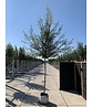 Spanische Eiche 'Waasland' | Quercus hispanica 'Waasland' Spanische Eiche 'Waasland' | Quercus hispanica 'Waasland'