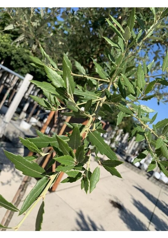 Spanische Eiche 'Waasland' | Quercus hispanica 'Waasland'