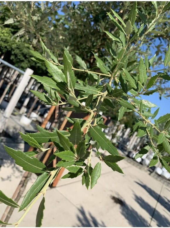 Spanische Eiche 'Waasland' | Quercus hispanica 'Waasland' Spanische Eiche 'Waasland' | Quercus hispanica 'Waasland'
