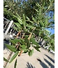 Spanische Eiche 'Waasland' | Quercus hispanica 'Waasland' Spanische Eiche 'Waasland' | Quercus hispanica 'Waasland'