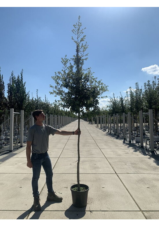 Stein-Eiche | Quercus ilex