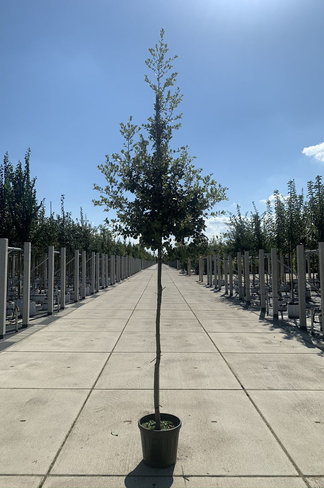 Steineiche | Quercus ilex