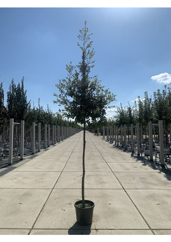 Stein-Eiche | Quercus ilex