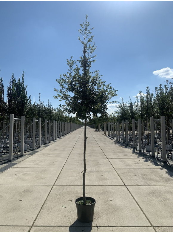 Stein-Eiche | Quercus ilex Stein-Eiche | Quercus ilex