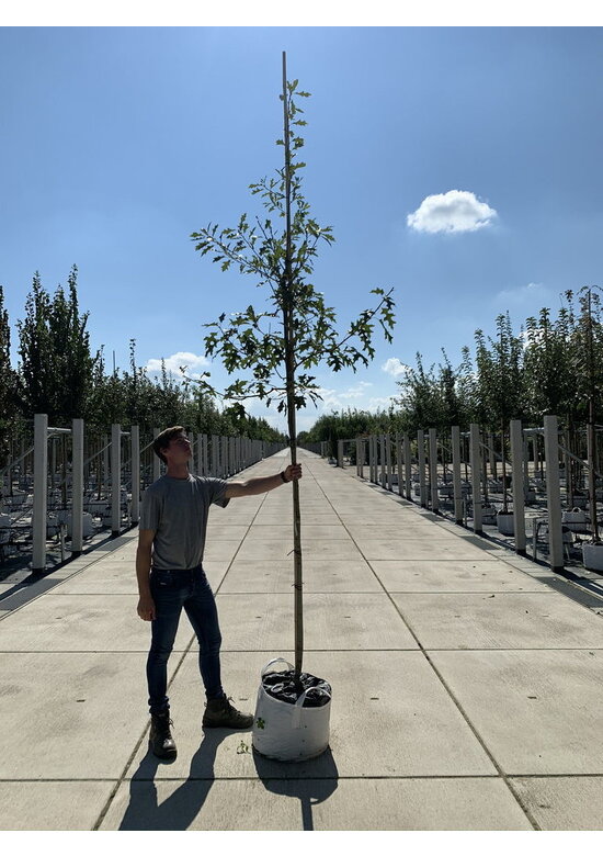 Sumpf-Eiche | Quercus palustris