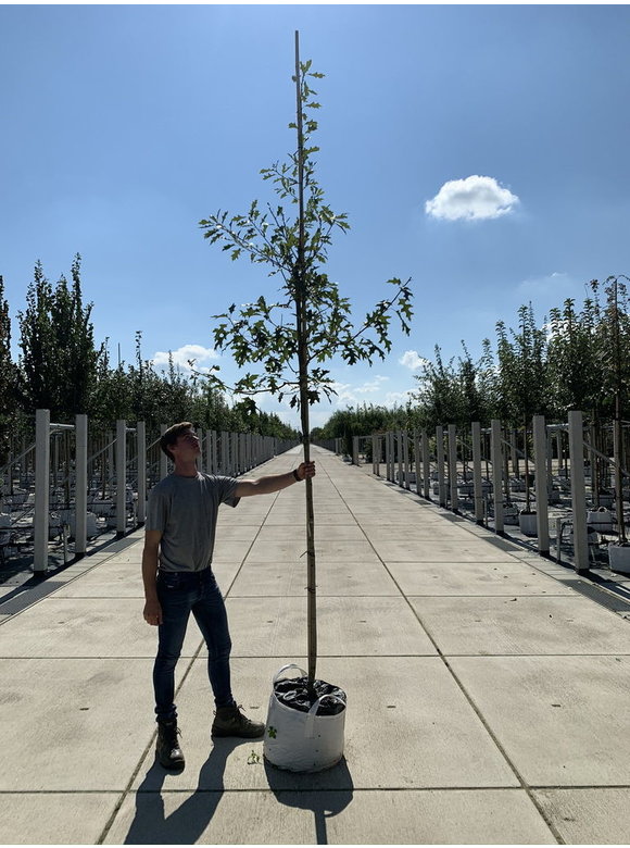 Sumpf-Eiche | Quercus palustris Sumpf-Eiche | Quercus palustris
