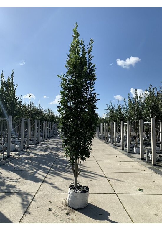 Säulen-Sumpfeiche 'Green Pillar'  | Quercus palustris 'Green Pillar'