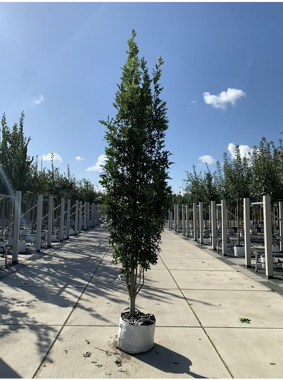 Sumpf-Eiche 'Green Pillar' - Stammbusch | Quercus palustris 'Green Pillar' Sumpf-Eiche 'Green Pillar' - Stammbusch | Quercus palustris 'Green Pillar'