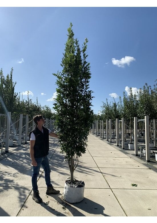 Säulen-Sumpfeiche 'Green Pillar'  | Quercus palustris 'Green Pillar'