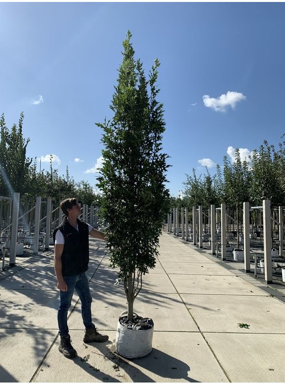 Sumpf-Eiche 'Green Pillar' - Stammbusch | Quercus palustris 'Green Pillar' Sumpf-Eiche 'Green Pillar' - Stammbusch | Quercus palustris 'Green Pillar'