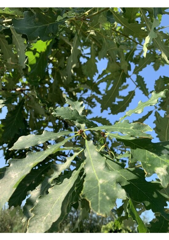 Trauben-Eiche - Winter-Eiche | Quercus petraea Trauben-Eiche - Winter-Eiche | Quercus petraea