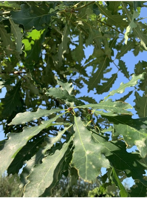 Trauben-Eiche - Winter-Eiche | Quercus petraea Trauben-Eiche - Winter-Eiche | Quercus petraea