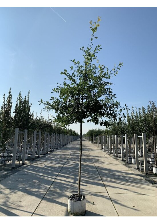 Trauben-Eiche - Winter-Eiche | Quercus petraea