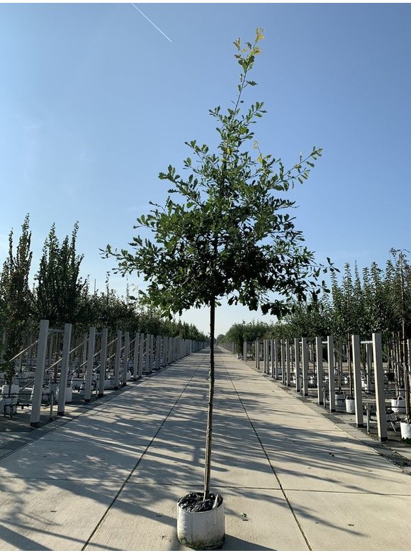 Trauben-Eiche - Winter-Eiche | Quercus petraea Trauben-Eiche - Winter-Eiche | Quercus petraea