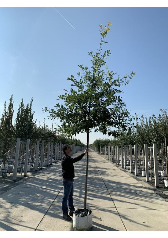 Trauben-Eiche - Winter-Eiche | Quercus petraea