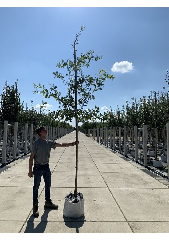 Stiel-Eiche - Sommer-Eiche | Quercus robur