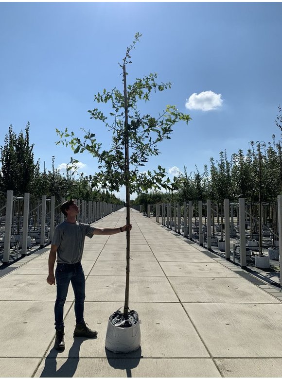 Stiel-Eiche - Sommer-Eiche | Quercus robur Stiel-Eiche - Sommer-Eiche | Quercus robur