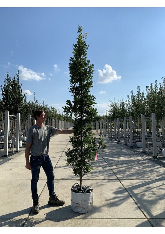 Säulen-Eiche 'Fastigiata Koster' - Stammbusch | Quercus robur 'Fastigiata 'Koster'