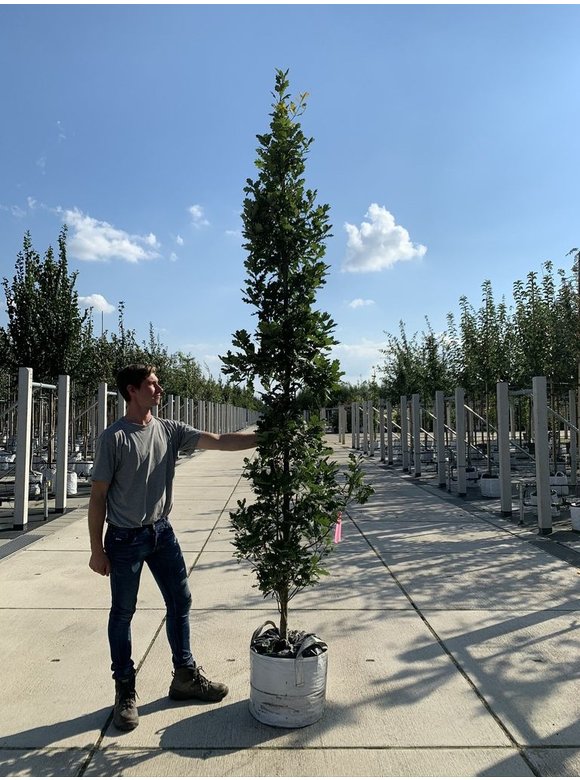 Säulen-Eiche 'Fastigiata Koster' - Stammbusch | Quercus robur 'Fastigiata 'Koster' Säulen-Eiche 'Fastigiata Koster' - Stammbusch | Quercus robur 'Fastigiata 'Koster'