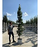 Säulen-Eiche 'Fastigiata Koster' - Stammbusch | Quercus robur 'Fastigiata 'Koster'