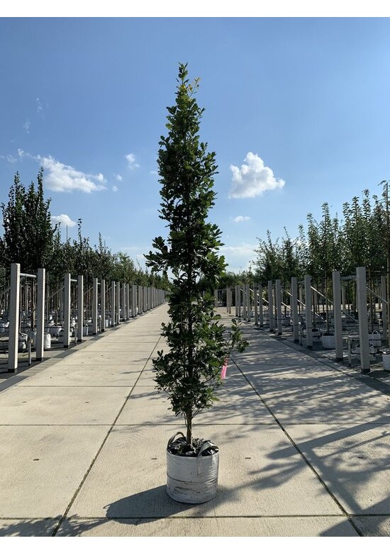 Säulen-Eiche 'Fastigiata Koster' - Stammbusch | Quercus robur 'Fastigiata 'Koster'