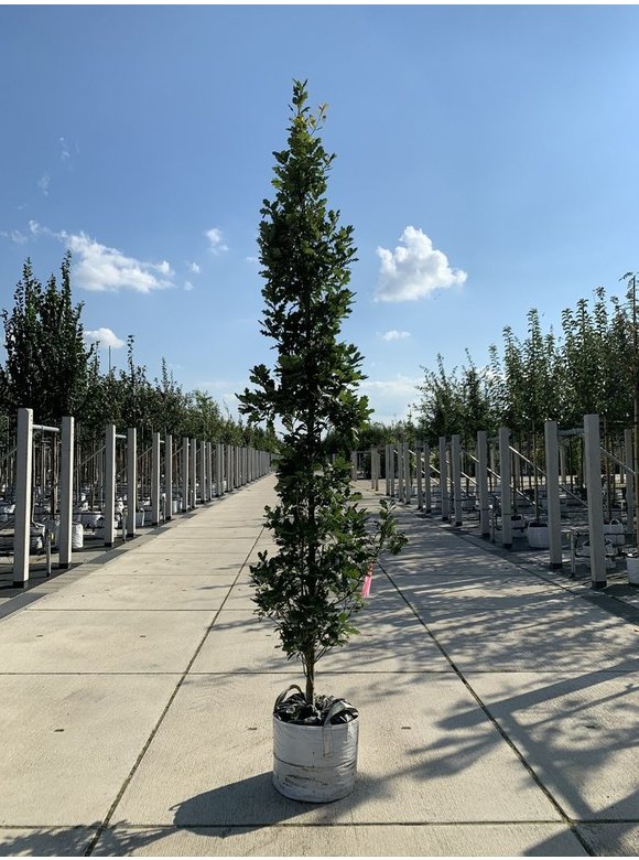 Säulen-Eiche 'Fastigiata Koster' - Stammbusch | Quercus robur 'Fastigiata 'Koster' Säulen-Eiche 'Fastigiata Koster' - Stammbusch | Quercus robur 'Fastigiata 'Koster'
