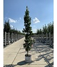 Säulen-Eiche 'Fastigiata Koster' - Stammbusch | Quercus robur 'Fastigiata 'Koster'