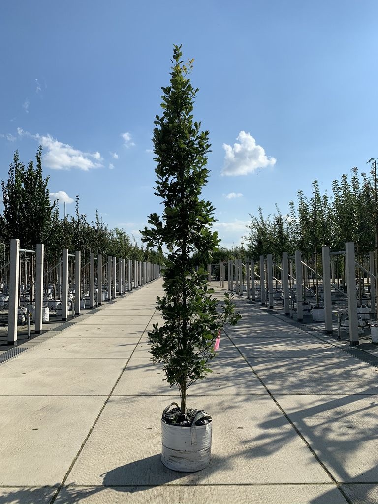 SäulenEiche Fastigiata Koster kaufen? Wählen Sie die größte Online