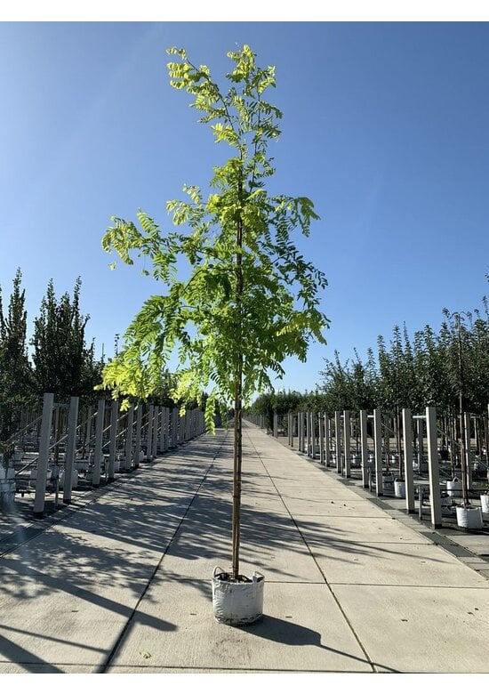 Gold-Robinie 'Frisia' | Robinia pseudoacacia 'Frisia'