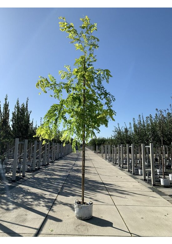 Gold-Robinie 'Frisia' | Robinia pseudoacacia 'Frisia'